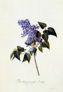 Tmavě fialový šeřík, cca 1743 (ručně kolorovaná rytina) od Georg Dionysius Ehret